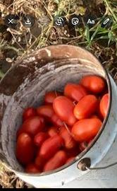 pomodori San Marzano 