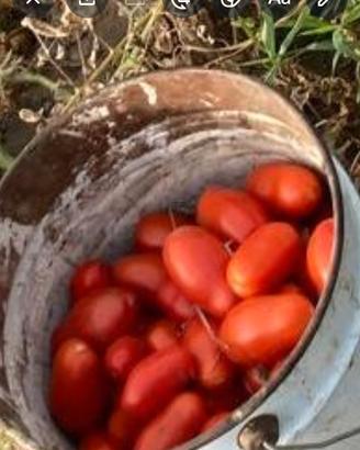 pomodori San Marzano 