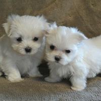 Cuccioli di maltese toy