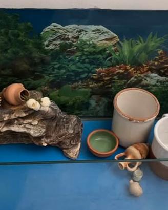 acquario tartarughe