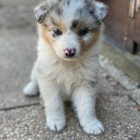 Cuccioli Pastore Australiano