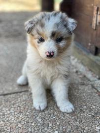 Cuccioli Pastore Australiano