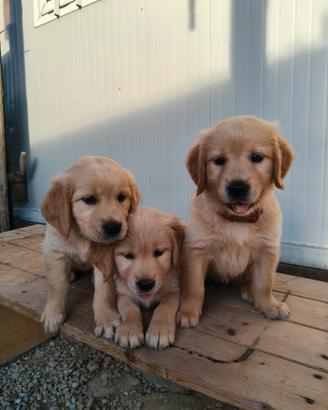 Golden Retriever