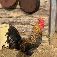 Gallo marans/cornuta siciliana