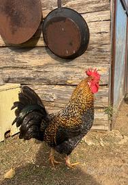 Gallo marans/cornuta siciliana