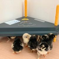 Chioccia Artificiale Angolare 20 Pulcini BOROTTO