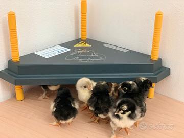 Chioccia Artificiale Angolare 20 Pulcini BOROTTO