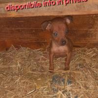 Cuccioli pinscher toy