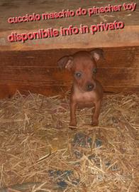 Cuccioli pinscher toy