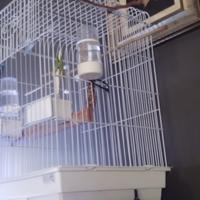 gabbia per allevati a mano