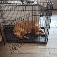 Kennel per cani di taglia grande