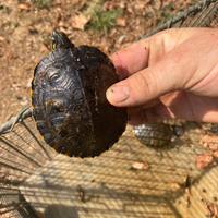 Tartarughe per acquario