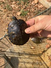 Tartarughe per acquario