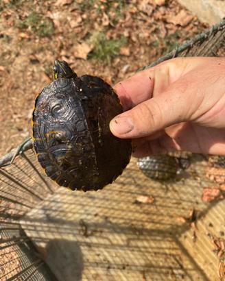 Tartarughe per acquario