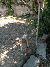 Cane breton espagnol