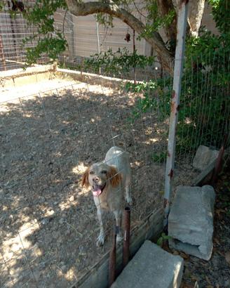 Cane breton espagnol