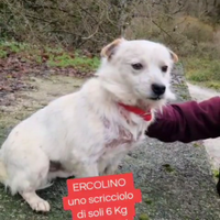 Piccolino in afozione