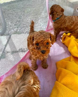 Cuccioli di barboncino