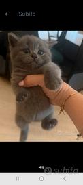 Gattini scottish