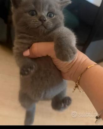 Gattini scottish