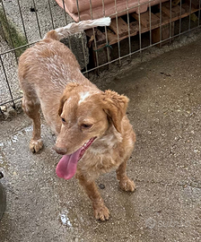 Lagotto breton da tartufi