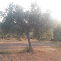 piante ulivo