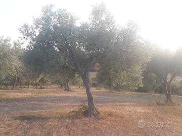 piante ulivo