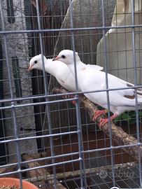 Tortore pettinate bianca