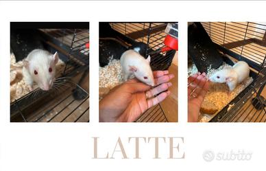 Ratti domestici