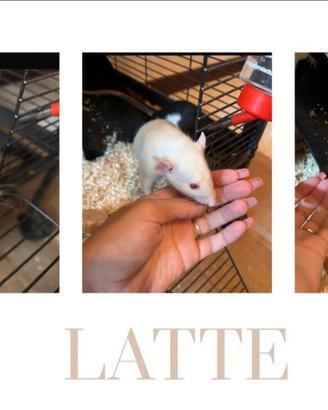 Ratti domestici