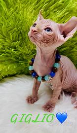 Nido d'amore per piccoli sphynx