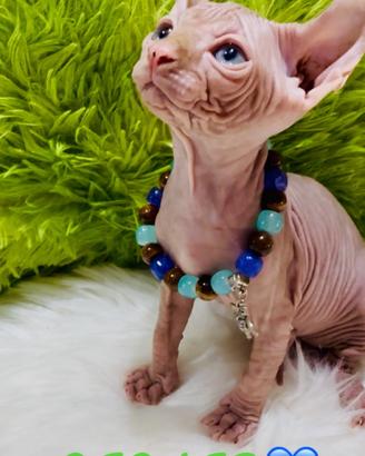Nido d'amore per piccoli sphynx