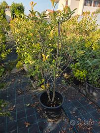 piante photinia red robin