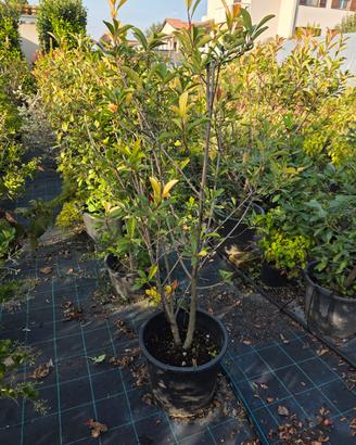 piante photinia red robin