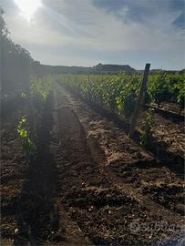 TERRENO AGRICOLO