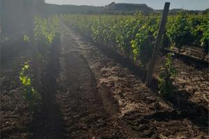 TERRENO AGRICOLO
