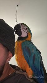 Ara ararauna allevata a mano pappagallo