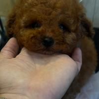 Barboncina toy 2 mesi