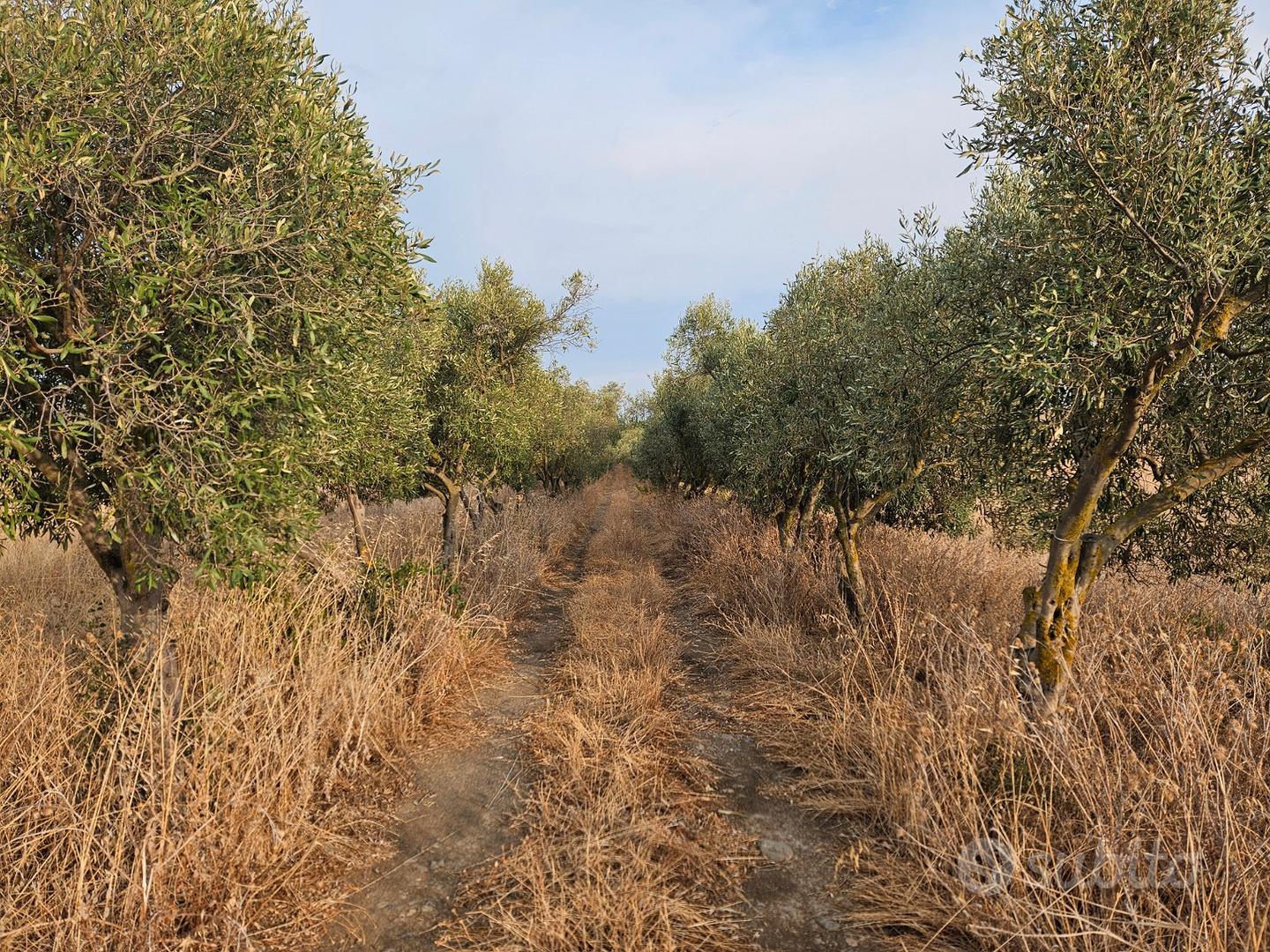 Terreno agricolo ss 387 km 14.5 - Vista 2