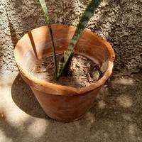 pianta piccola 4 euro