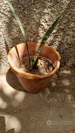 pianta piccola 4 euro