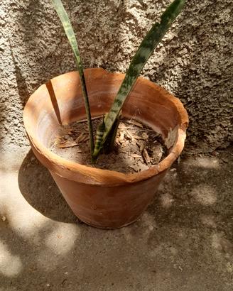 pianta piccola 4 euro