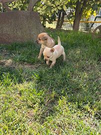 cuccioli di chihuahua