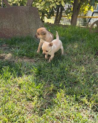 cuccioli di chihuahua