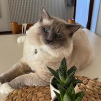 Gatto maschio Ragdoll disponibile per monta