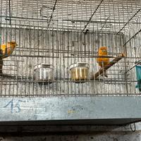 Coppia di canarini giovani belli già riproduttivi