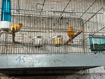 Coppia di canarini giovani belli già riproduttivi