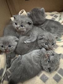 Gattini Scottish fold e straight