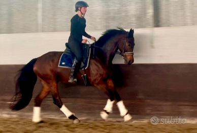 Elegante gelding con buone andature di base e pote