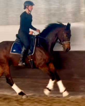 Elegante gelding con buone andature di base e pote
